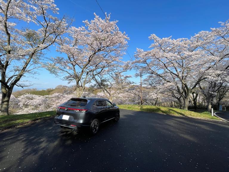 満開の桜🌸の下で。