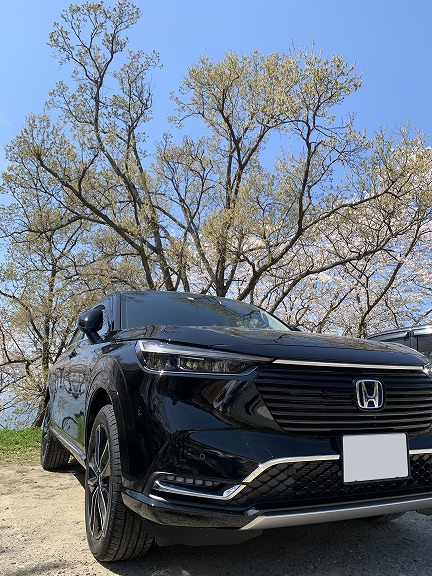 春の桜と愛車のヴェゼル