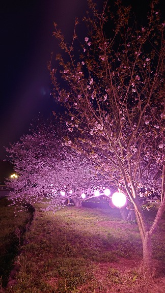 夜桜と共に