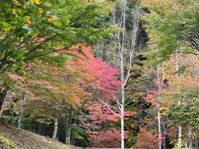 早めの紅葉狩り