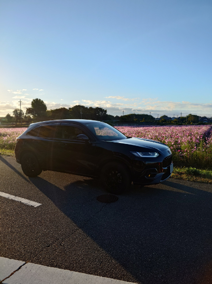 朝焼けに輝くコスモスとZR-V