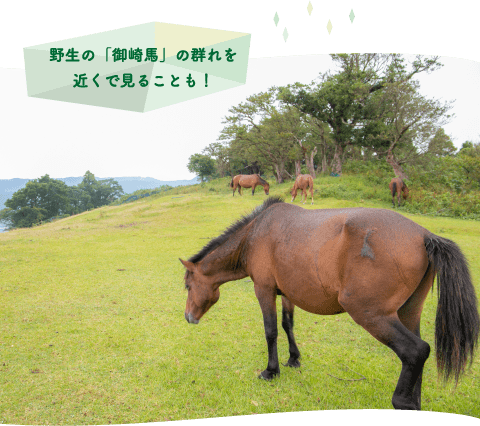 野生の「御崎馬」の群れを近くで見ることも！