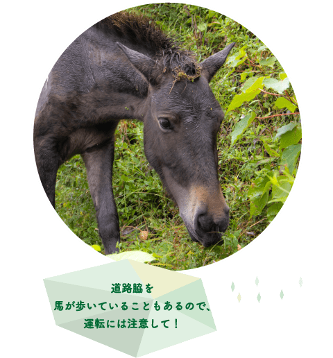 野生の「御崎馬」の群れを近くで見ることも！