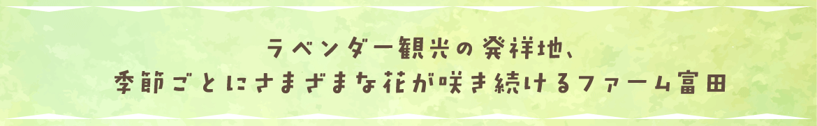 ラベンダー観光の発祥地、季節ごとにさまざまな花が咲き続けるファーム富田