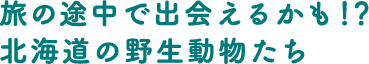 旅の途中で出会えるかも！？北海道の野生動物たち