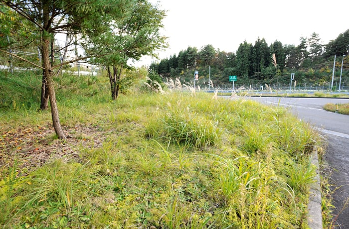 出口側にも少し緑地がありますが、道路が近いので気を付けましょう。