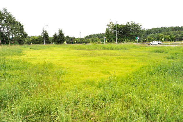 さすが、北海道！と思わせる広めの緑地。
