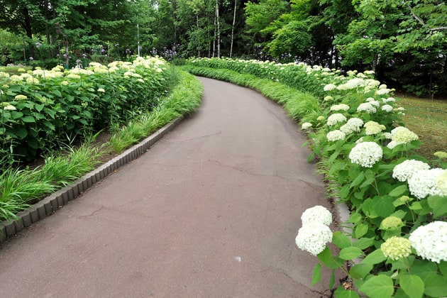 お花をバックにして、わんこと記念写真を撮るのもいいですね。