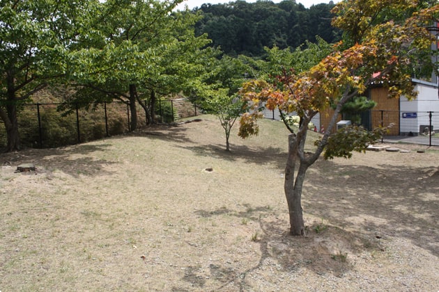 全面芝生のドッグラン。中には木が植えられています。