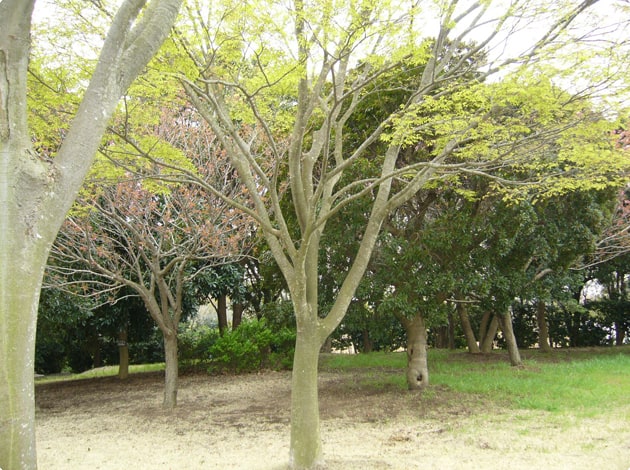 木々に囲まれた緑地があります。