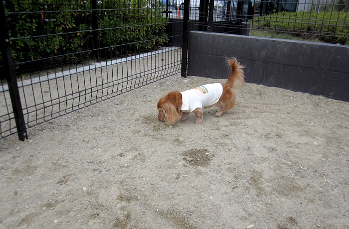 小型犬には充分な広さ！
