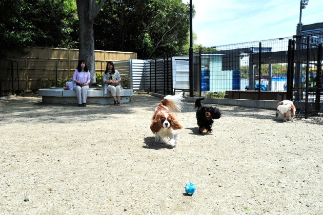 ドッグラン内は、小型犬なら充分遊べる広さがあります。
