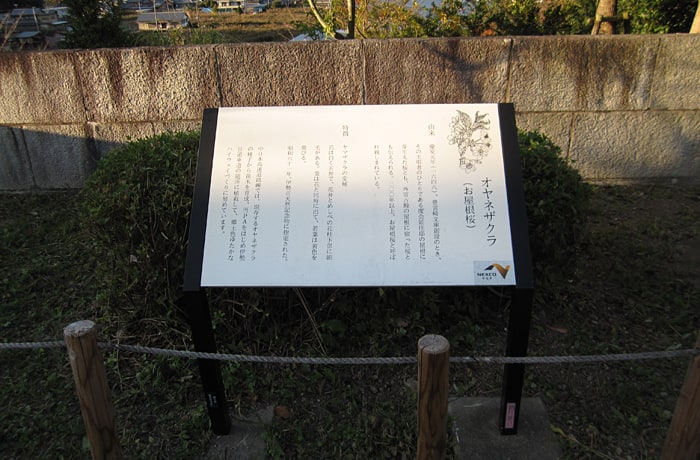 「オヤネザクラ」の説明が書かれています。
