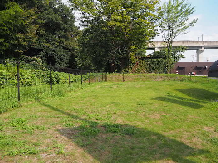 中型犬～大型犬用のドッグランには芝生が広がっています。