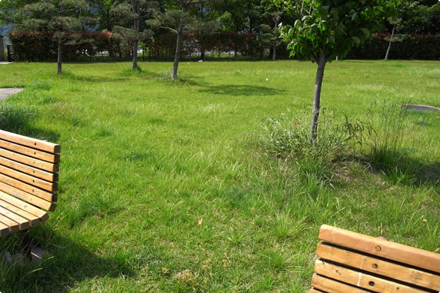 緑地の脇に、ベンチが設置されています。