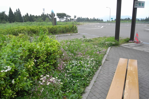 こちらは出口側の緑地です。