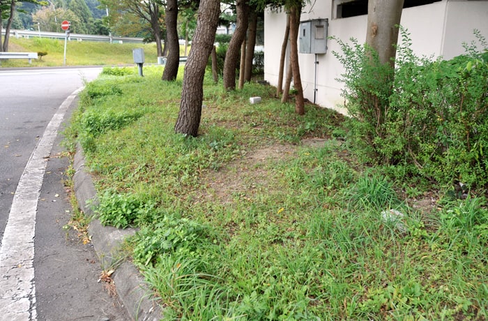 歩道に沿って、緑地があります。