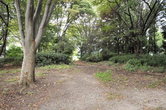 この林を抜けると・・・、広い緑地と遊歩道が！