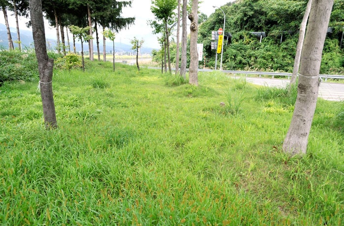 こちらは建物右側の緑地です。