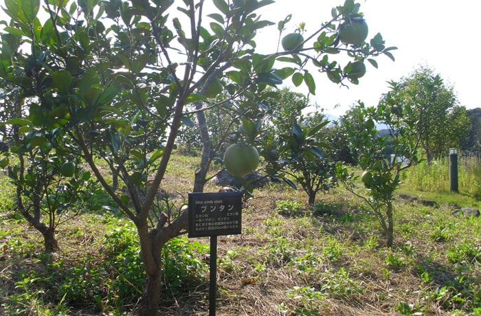園地には、高知名産の果物“ブンタン”の木が植えられています。