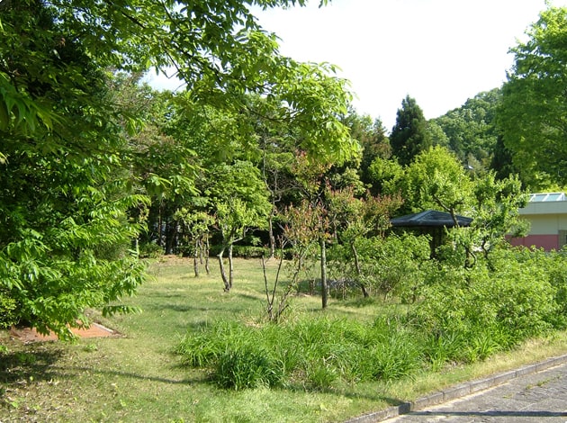 緑地もありますよ。