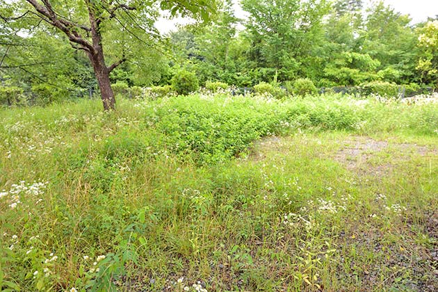 広場の裏手には小さな緑地があります。