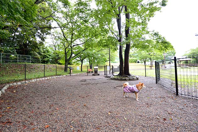 小型・中型犬専用のドッグランは約80平方メートル。砂利敷きで、雨上がりでも汚れを気にせず楽しめます。