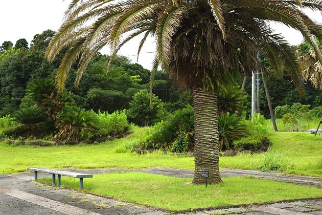 宮崎の県木フェニックスのそばにはベンチがありますよ。