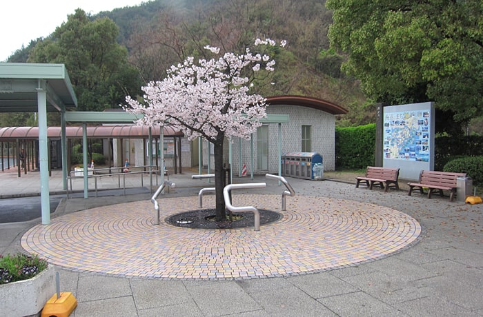 春になると、桜が咲きます。
