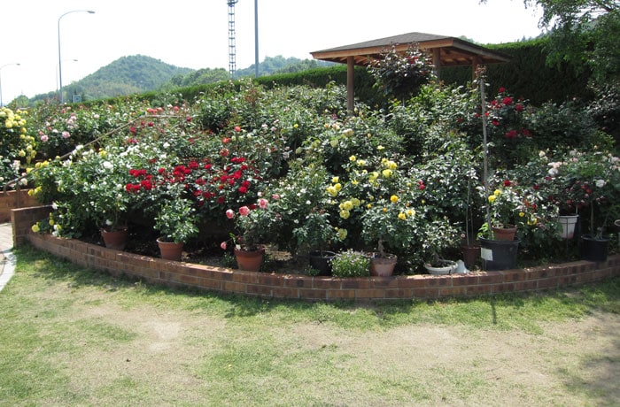 様々なバラが植えられています。