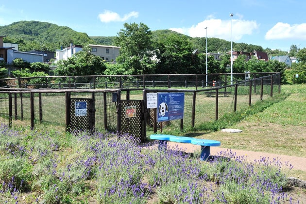 北海道らしく、季節によってはラベンダーが周りを彩ります。ドッグランは、入り口向かって左が大型犬用、右が小型犬用です。