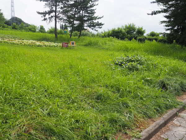 広めの緑地があります。