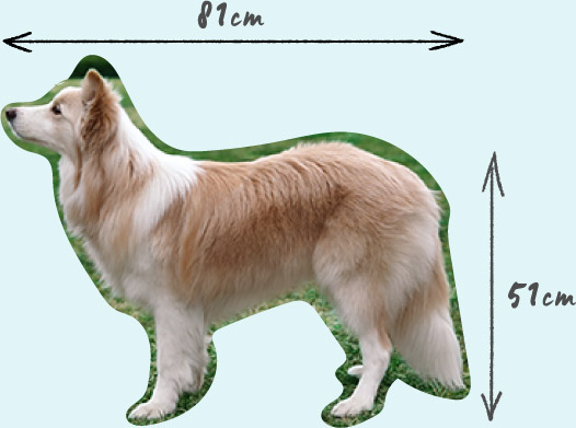 犬寸法