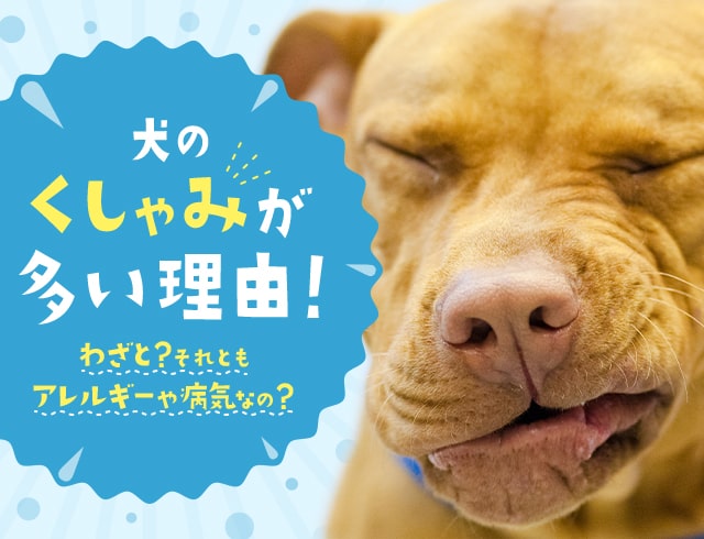 わんこと一緒に楽しいおでかけを Honda Dog Honda公式サイト