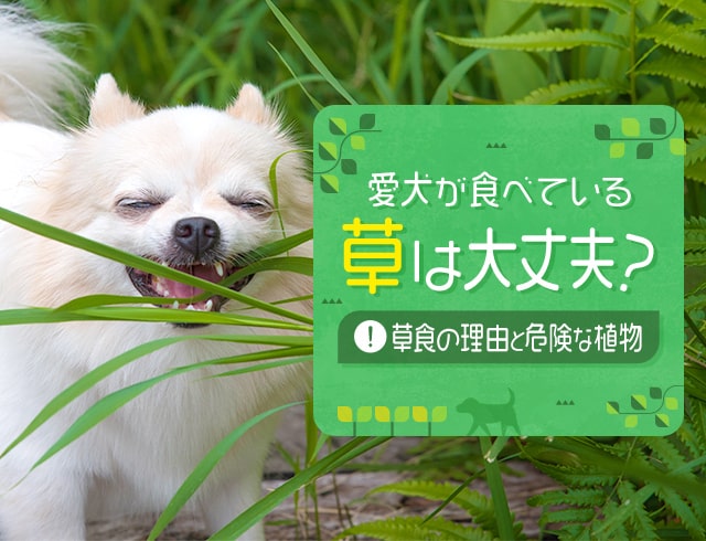 愛犬が食べている草は大丈夫？草食の理由と危険な植物