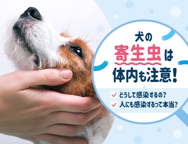 犬の寄生虫は体内も注意！どうして感染するの？人にも感染するって本当？