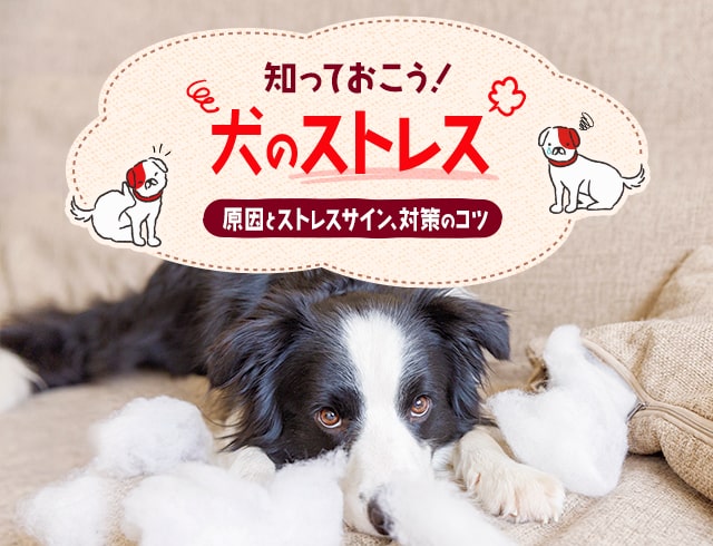 知っておこう！犬のストレス。原因とストレスサイン、対策のコツ 