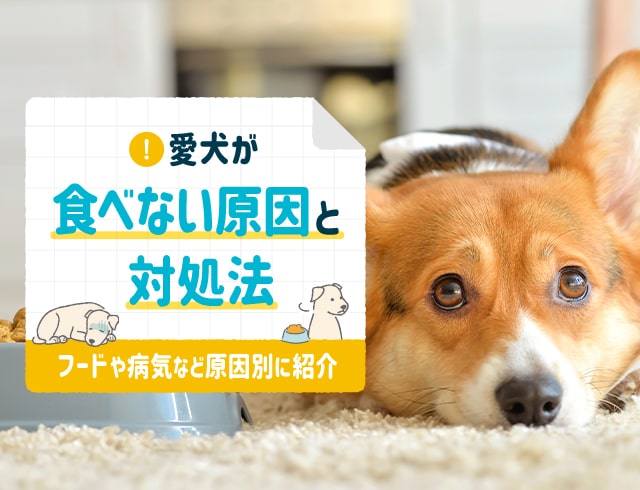 愛犬が食べない原因と対処法。フードや病気など原因別に紹介