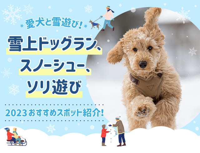 愛犬と雪遊び！雪上ドッグラン、スノーシュー、ソリ遊び｜2023おすすめスポット紹介！