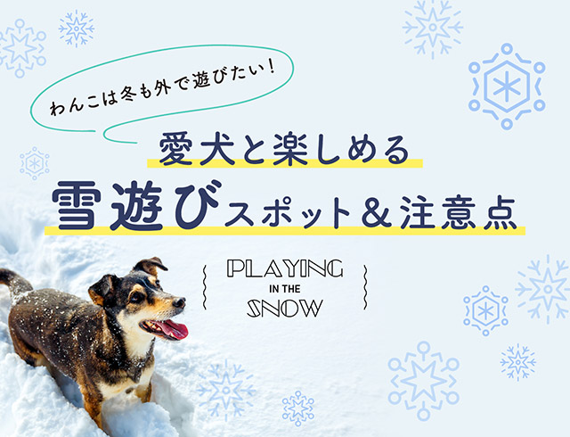 わんこは冬も外で遊びたい！ 愛犬と楽しめる雪遊びスポット＆注意点