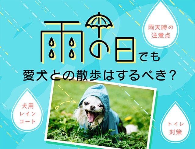 雨の日でも愛犬との散歩はするべき？
