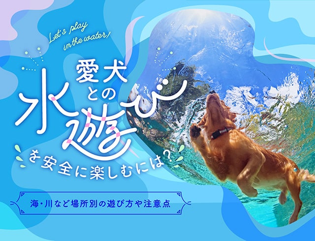 愛犬との水遊びを安全に楽しむには？海・川など場所別の遊び方や注意点