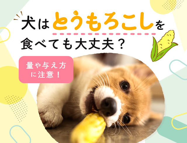 わんこと一緒に楽しいおでかけを Honda Dog わんこと一緒に楽しいおでかけを Honda Dog