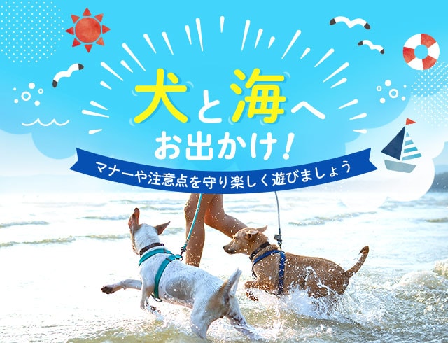 わんこと一緒に楽しいおでかけを Honda Dog わんこと一緒に楽しいおでかけを Honda Dog