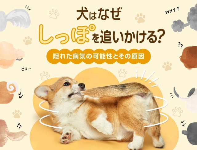 わんこと一緒に楽しいおでかけを Honda Dog