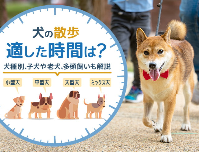 わんこと一緒に楽しいおでかけを Honda Dog