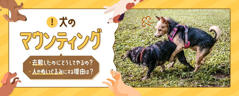 わんこと一緒に楽しいおでかけを Honda Dog Honda公式サイト