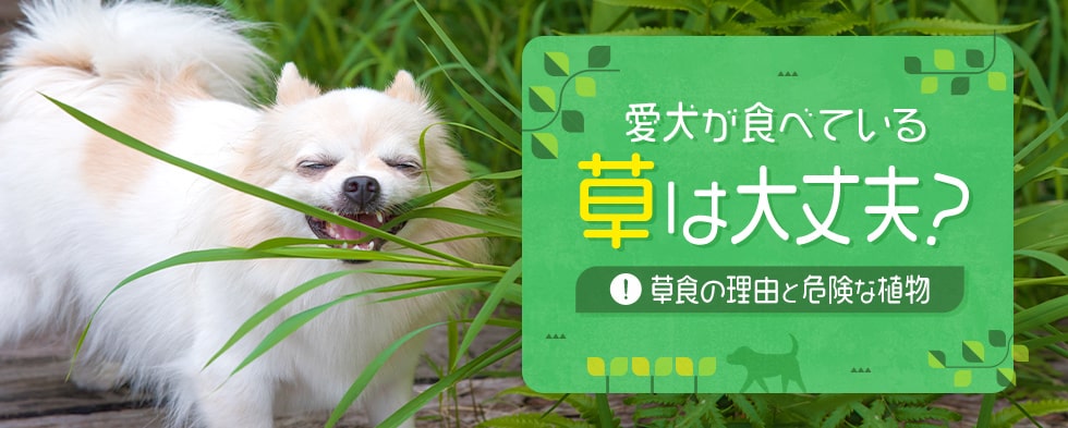 愛犬が食べている草は大丈夫？草食の理由と危険な植物