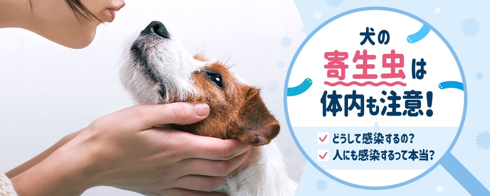 犬の寄生虫は体内も注意！どうして感染するの？人にも感染するって本当？ 