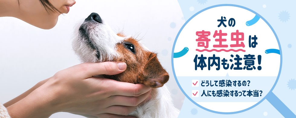 犬の寄生虫は体内も注意！どうして感染するの？人にも感染するって本当？